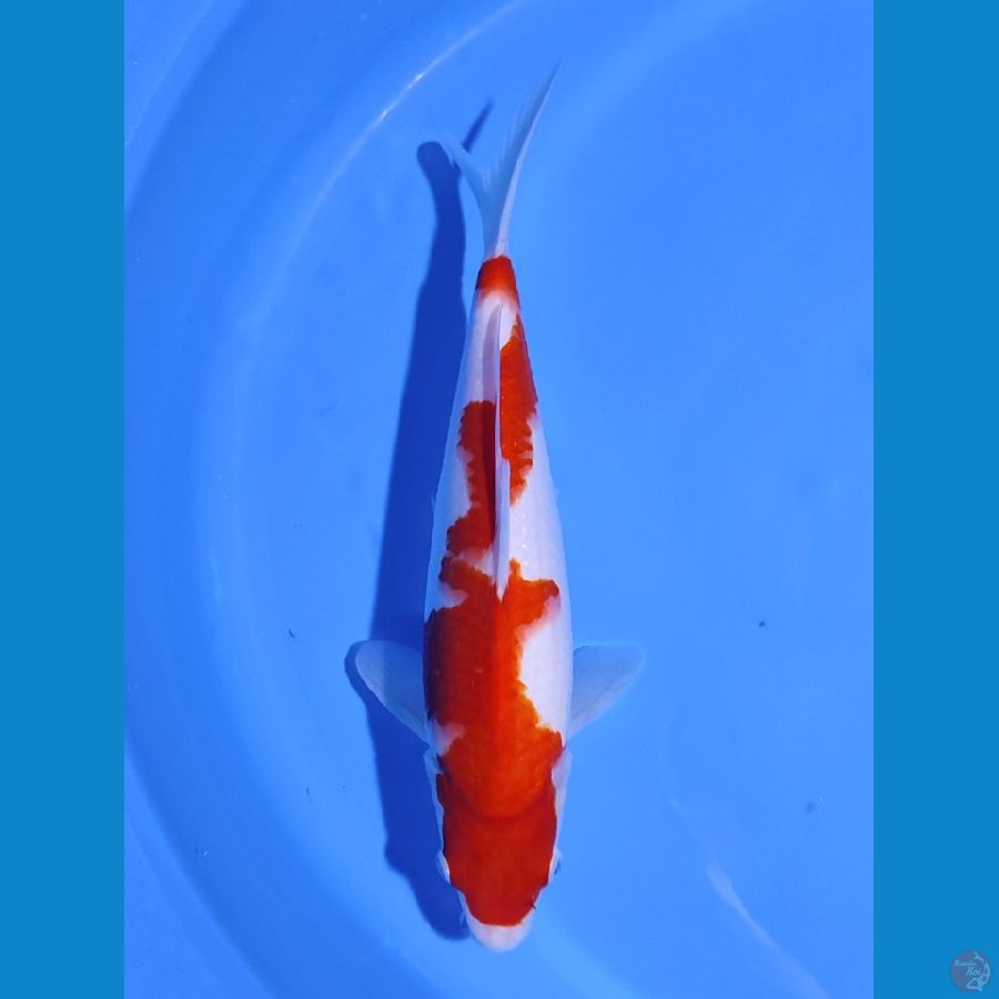 KOHAKU INAZUMA - 33cm - MALE