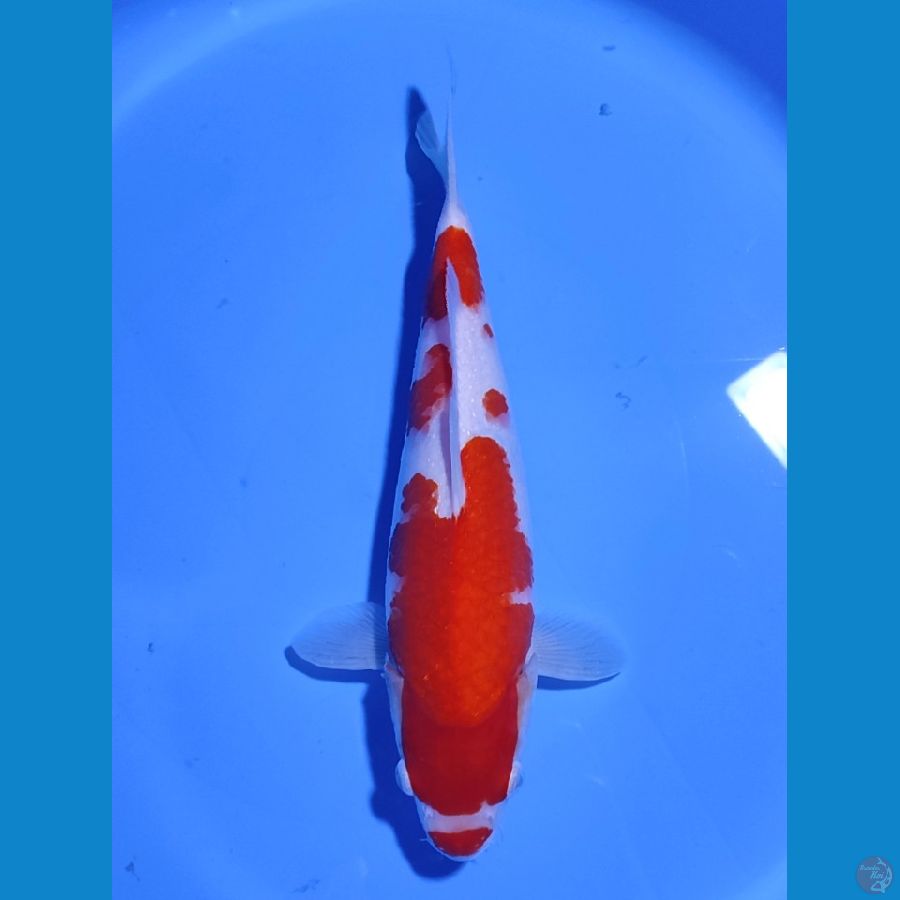 KOHAKU KUCIBENI - 34CM - FEMALE