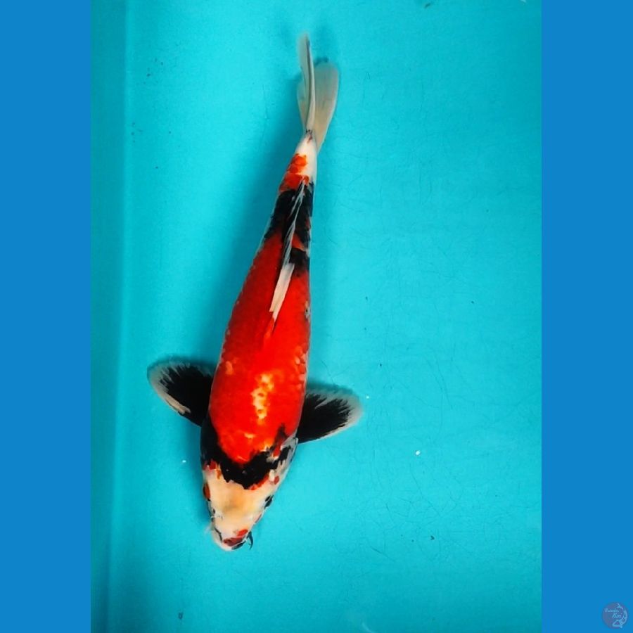 SHOWA 32CM MALE