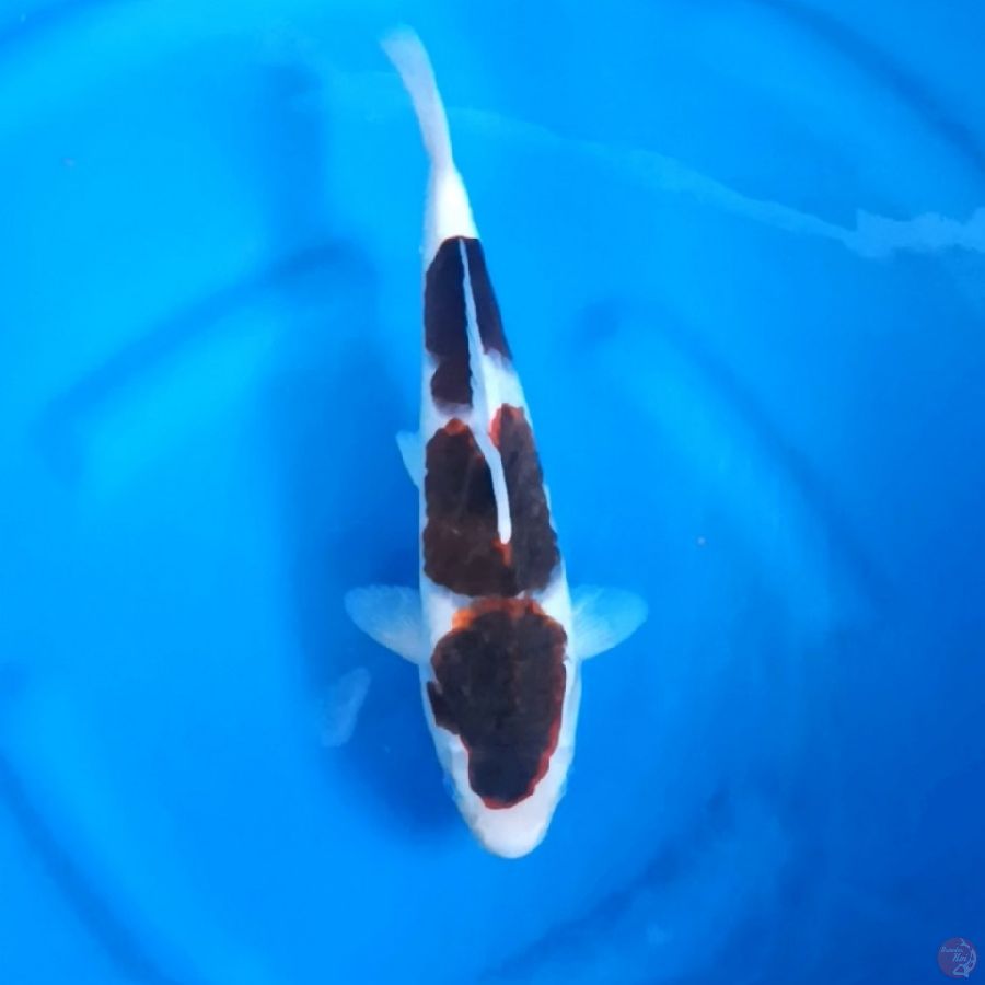 ( 32CM ) BUDO GOROMO ORIGINAL - FEMALE