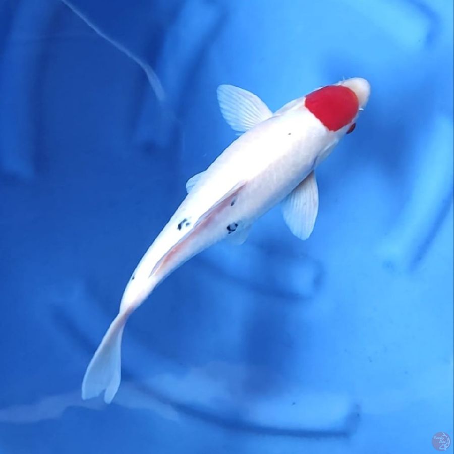 ( 33CM ) TANCHO ORIGINAL - MALE