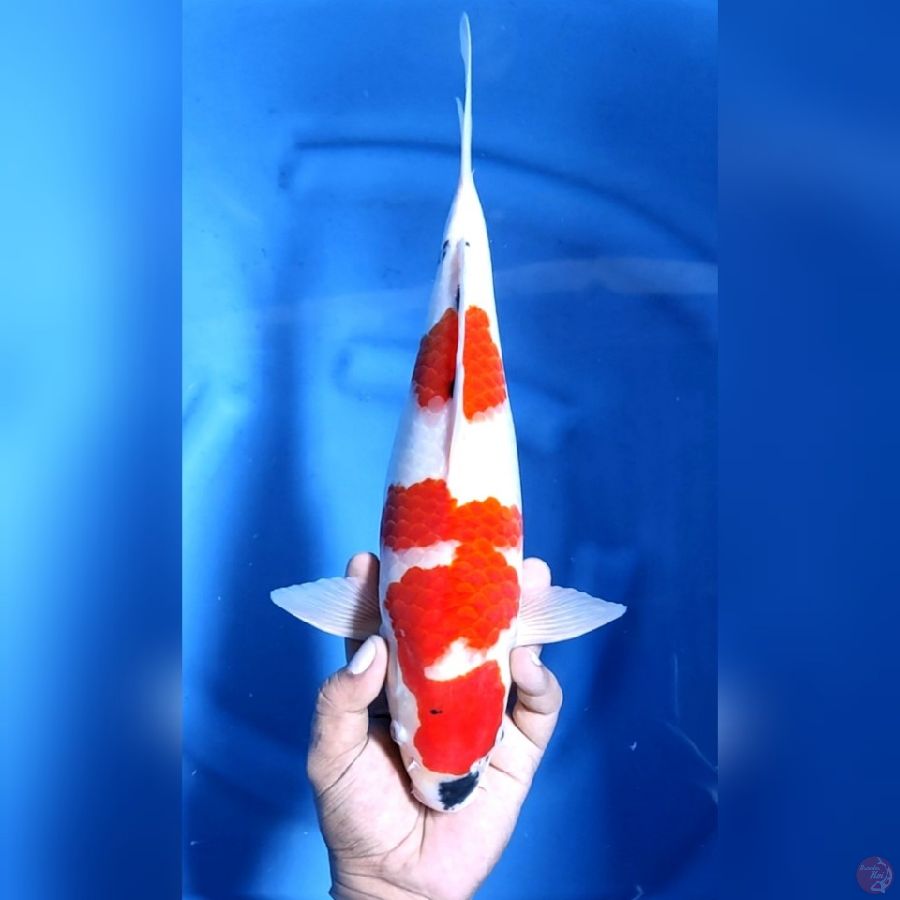 ( 37CM ) SANKE BAKAT JUMBO - MALE