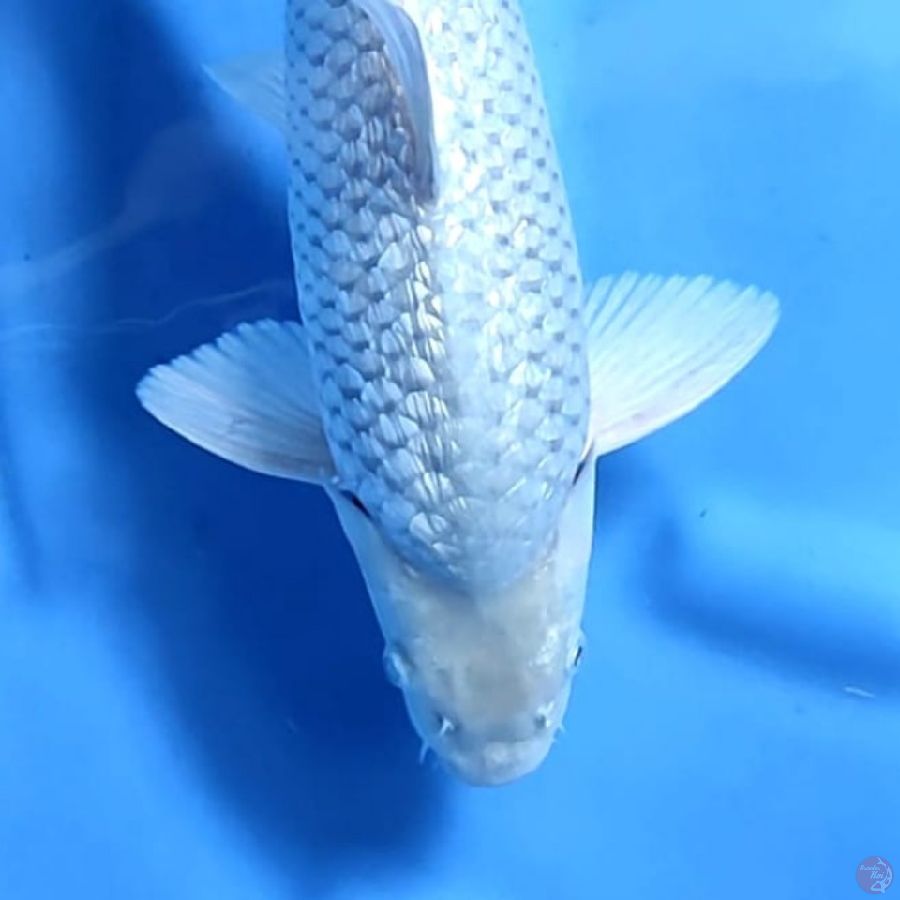 ( 41CM ) SORAGOI GINRIN PUNUK - MALE