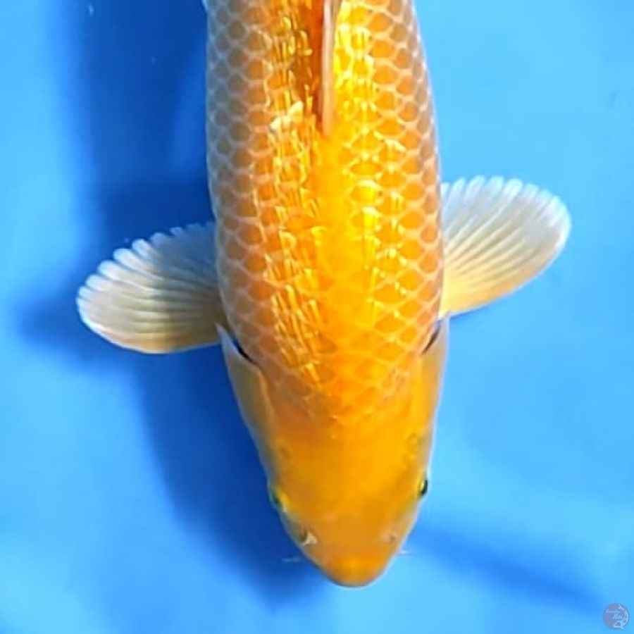 ( 45CM ) KARASHI MANGO GINRIN BULKY - FEMALE