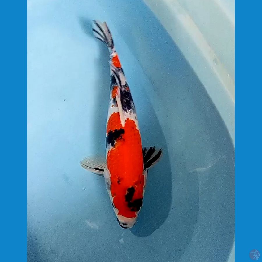 36 cm showa sansoku