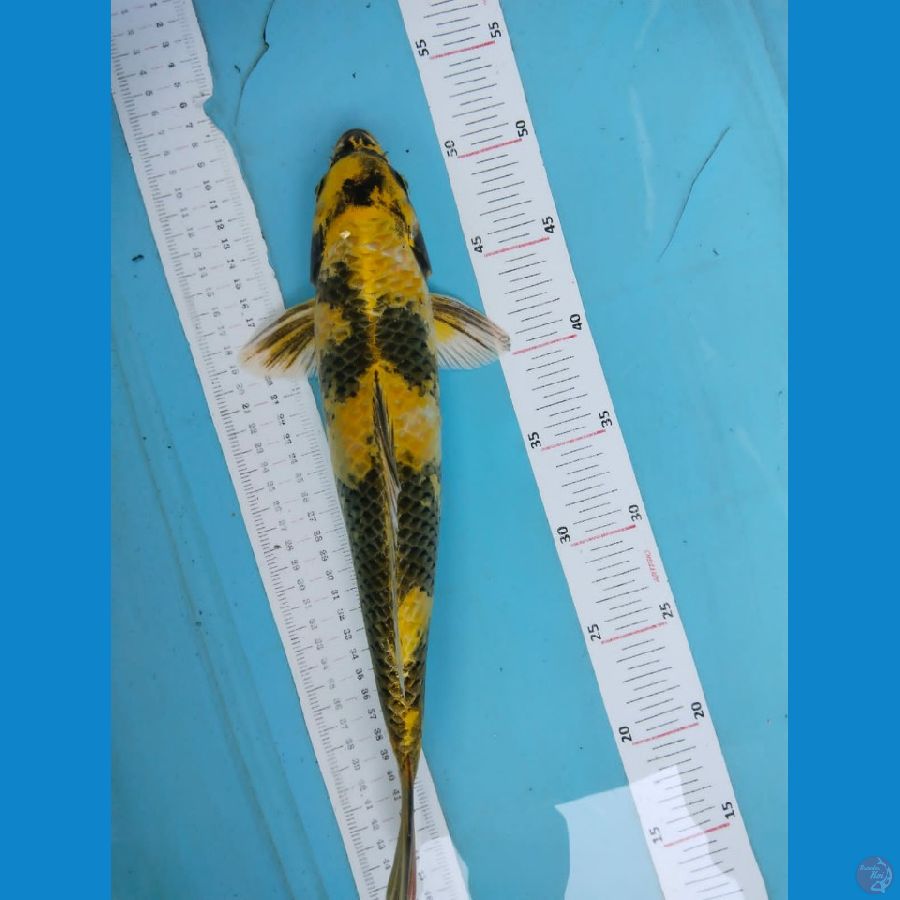 yelow suri 35cm