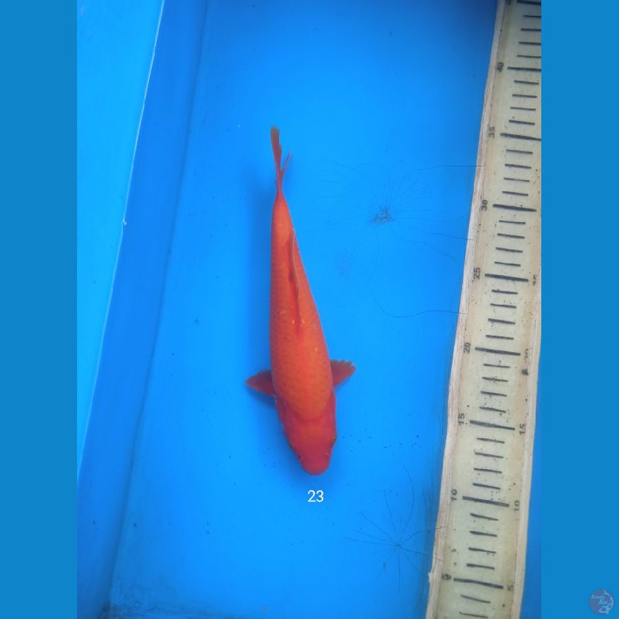 Benigoi 23cm