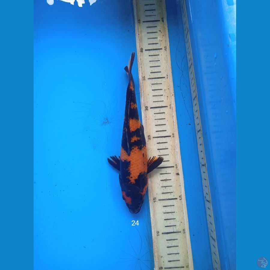 hiutsuri 24cm