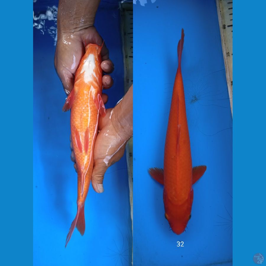 benigoi 32cm