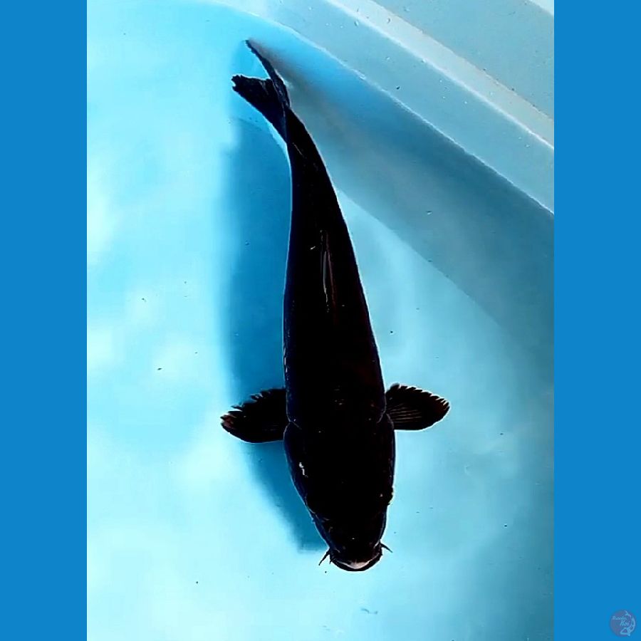 37 cm karasu goi