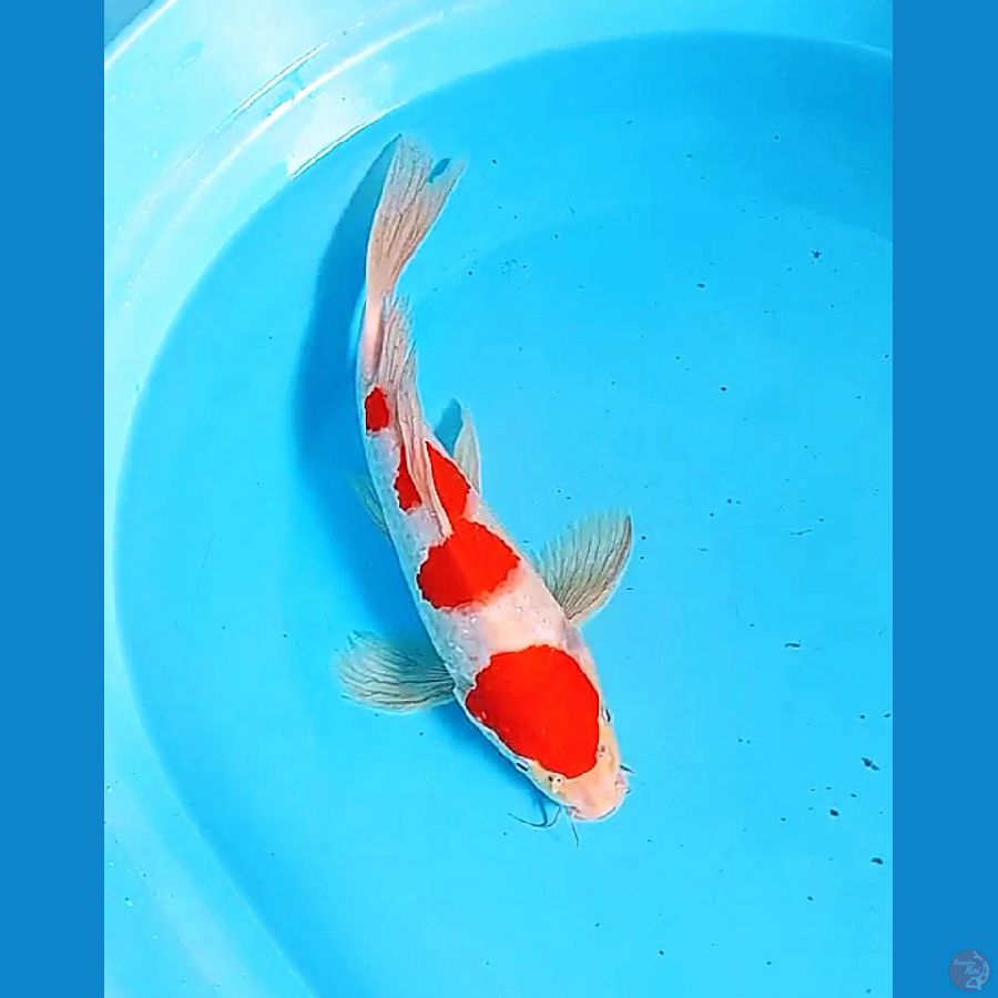 32 cm kumpay kohaku munuk red strong