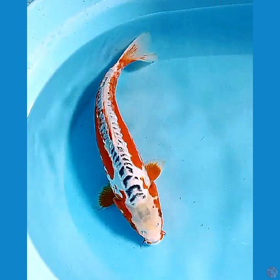 34cm red strong hana sushui