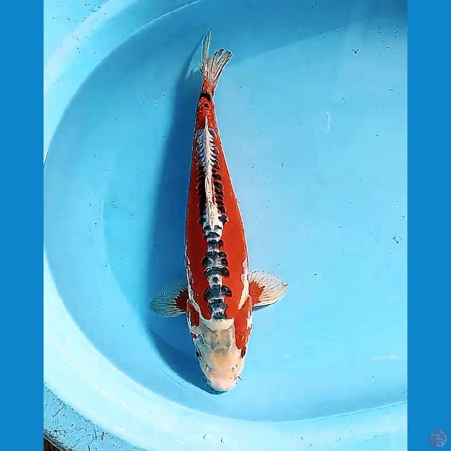 38 cm super red hana .ml