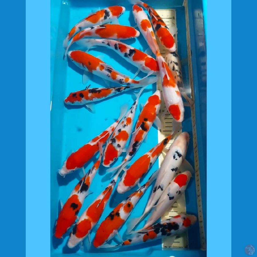KOHAKU SANKE TANCHO 20-24 CM 19 EKOR PROSPECK