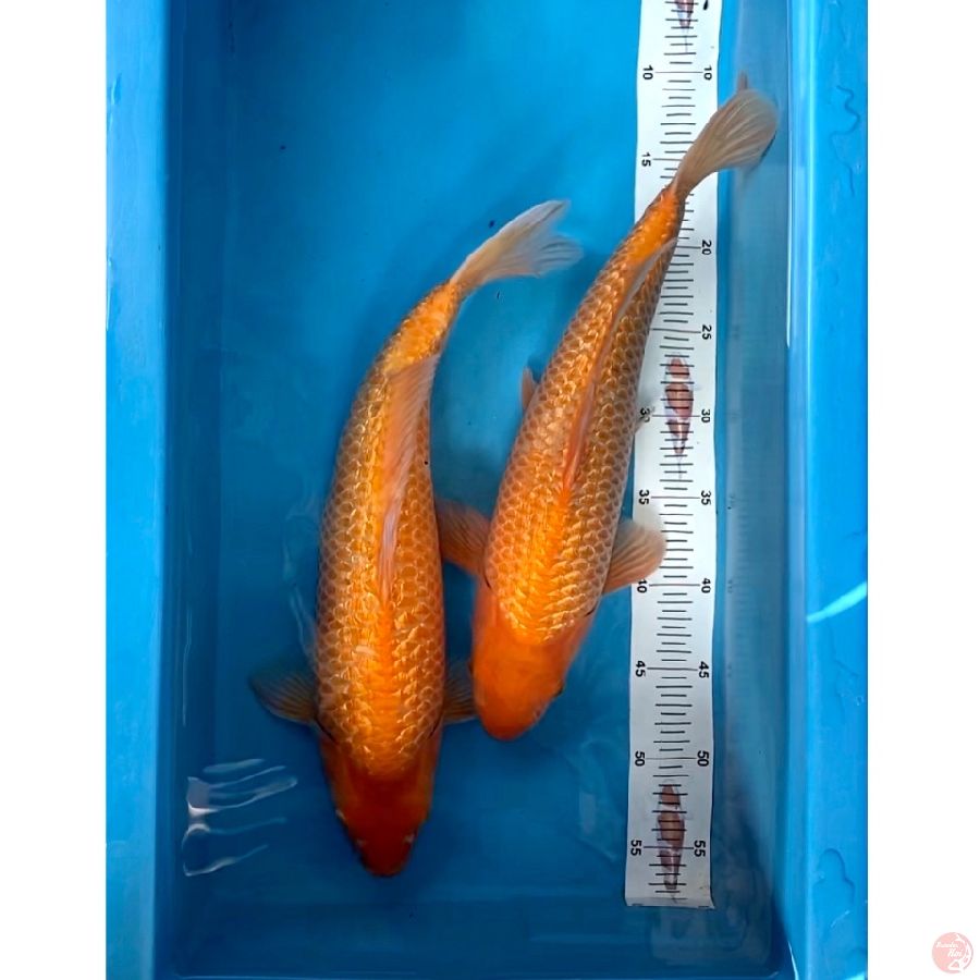 RED CARAMEL GINRIN 40-41CM MALE