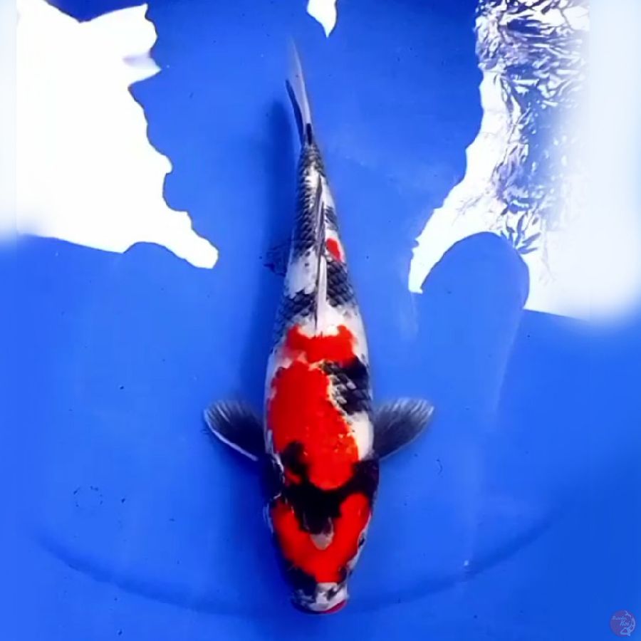32cm KINDAI SHOWA ANKER