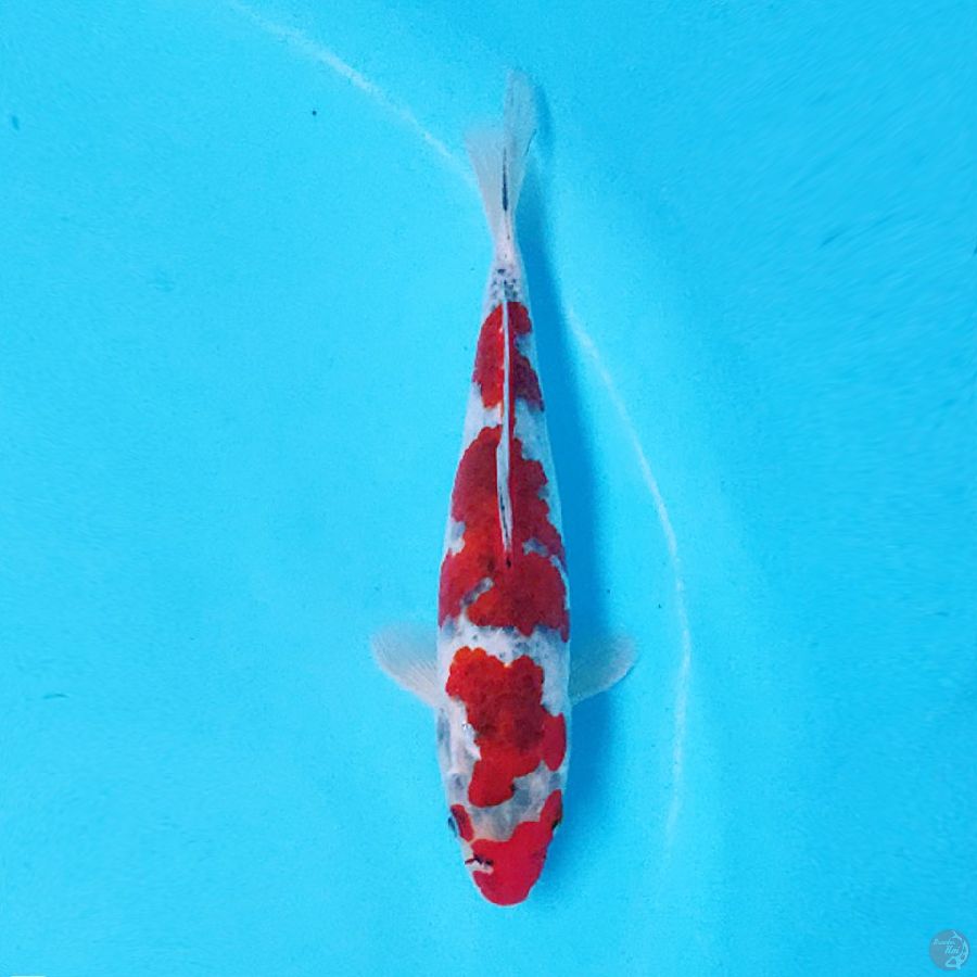 GOSHIKI 25cm F