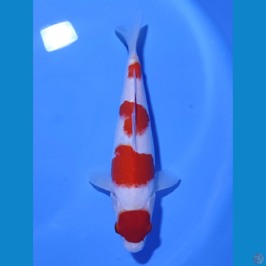 MARUTEN KOHAKU HQ - 31CM - FEMALE