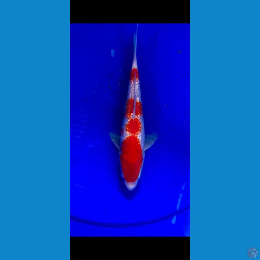 MINION- Kohaku Full ginrin 20cm