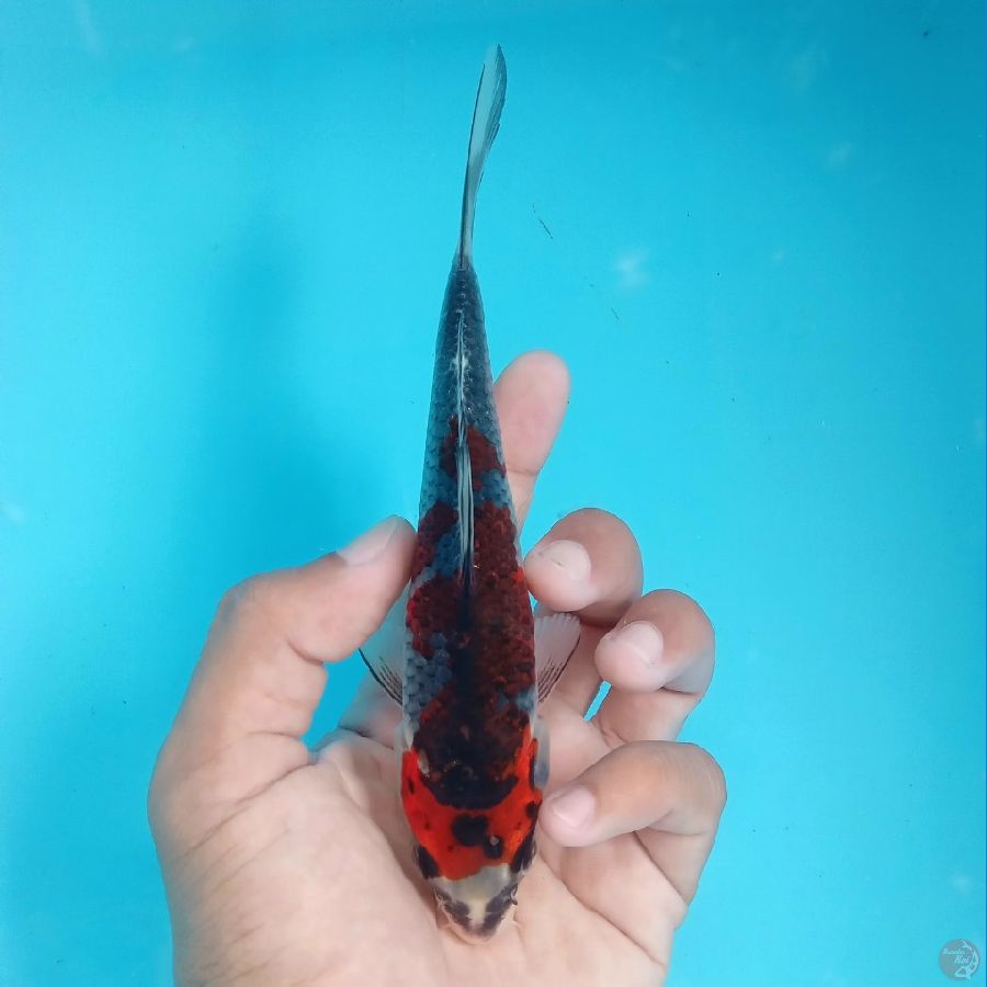 BENI GINGGA 20CM