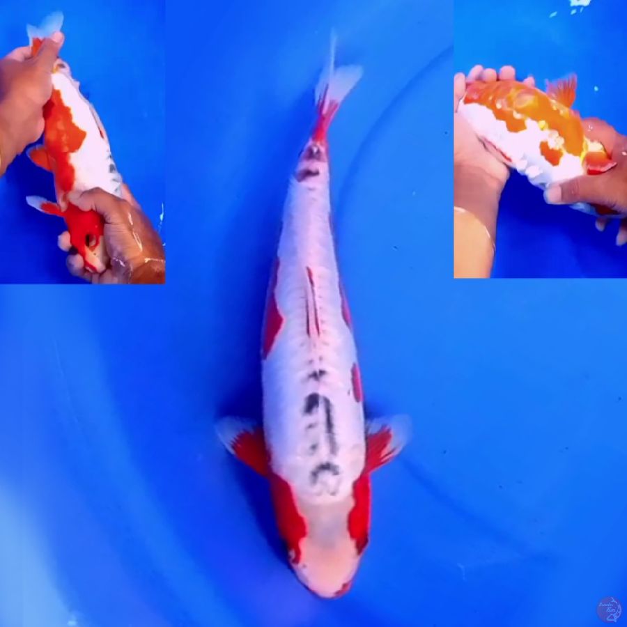 34cm HANA SHUSUI MOTO AKA