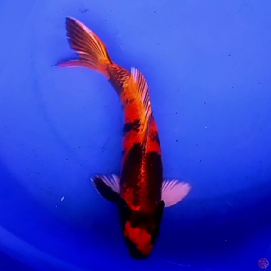 32cm KIN UTSURI HIKARI