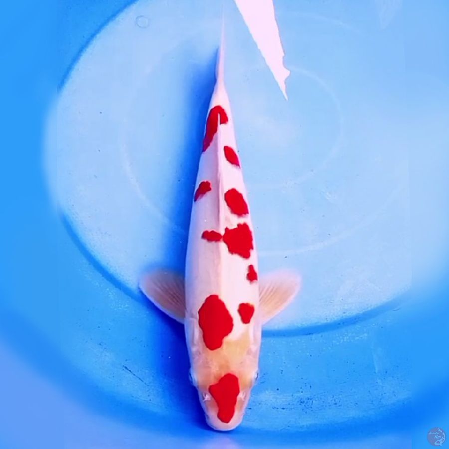 37cm ORIGINAL KOHAKU SAKURA