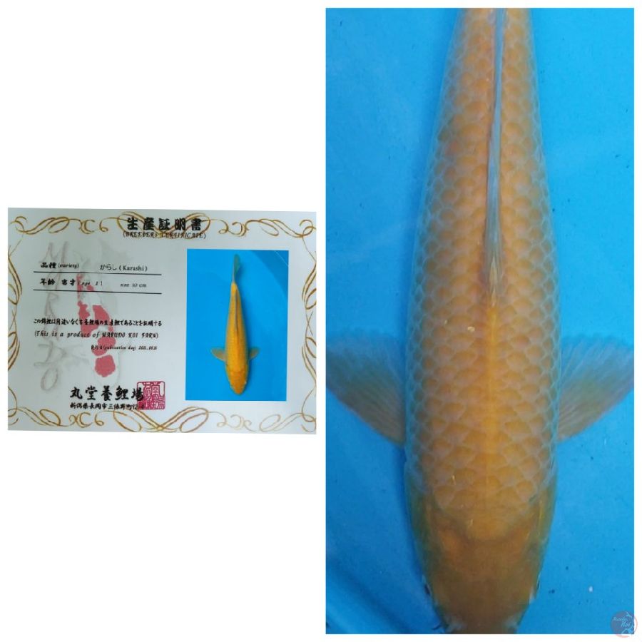 IMPORT MARUDO KARASHI MALE 40BU