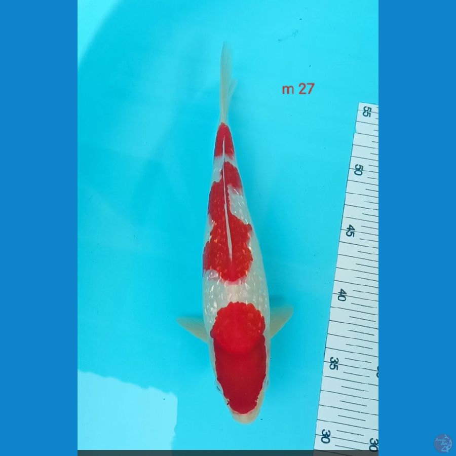 kohaku ginrin malle 27 cm