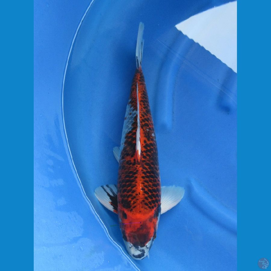 48cm , Jumb SQ Kawarimono Jantan 