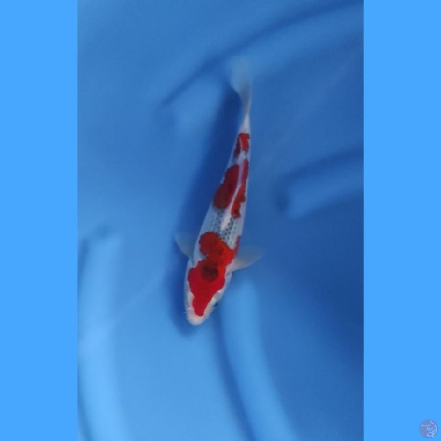 ( 25CM ) GHOSIKI RACING ORIGINAL