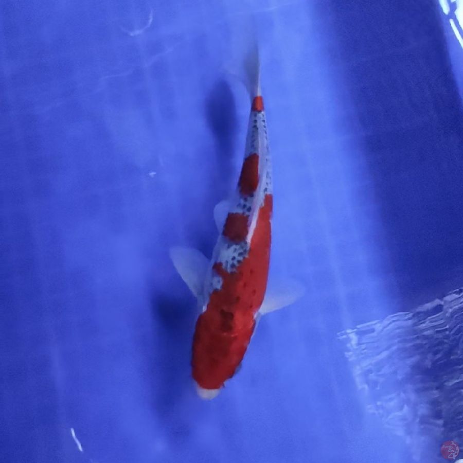 ( 20CM ) GHOSIKI RACING QUALITY