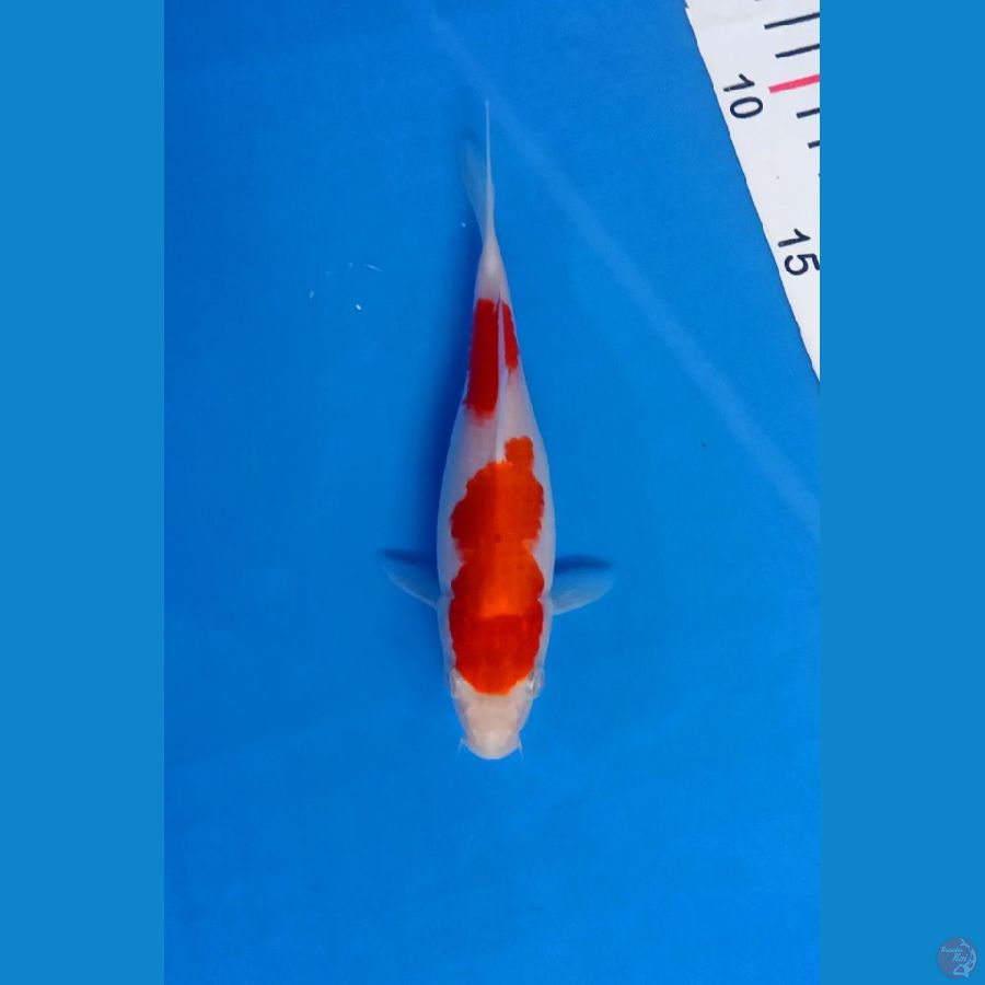 Kohaku 18cm