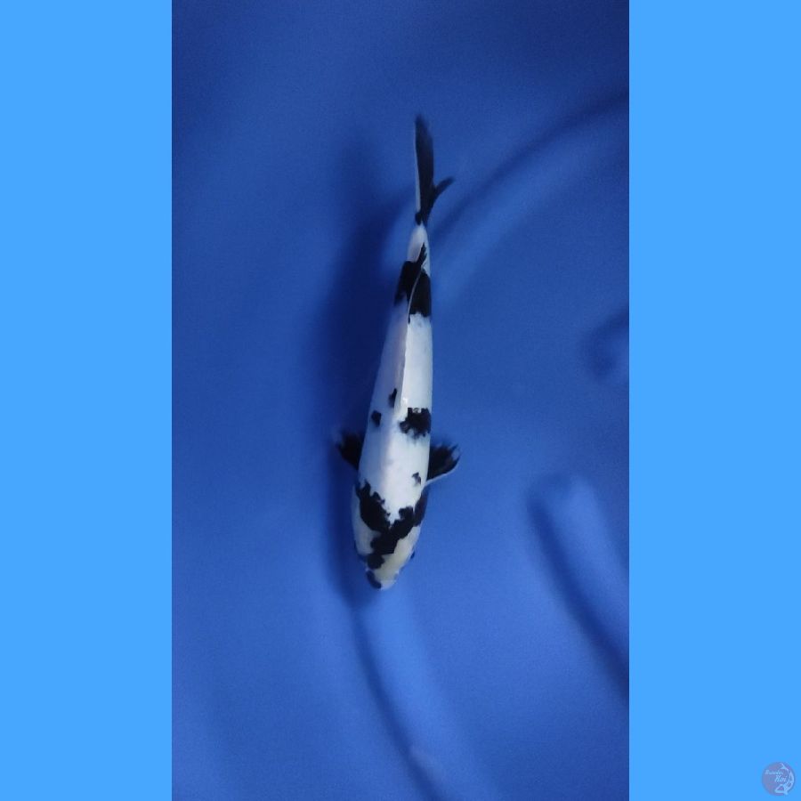 ( 28CM ) HQ SHIRO - MALE