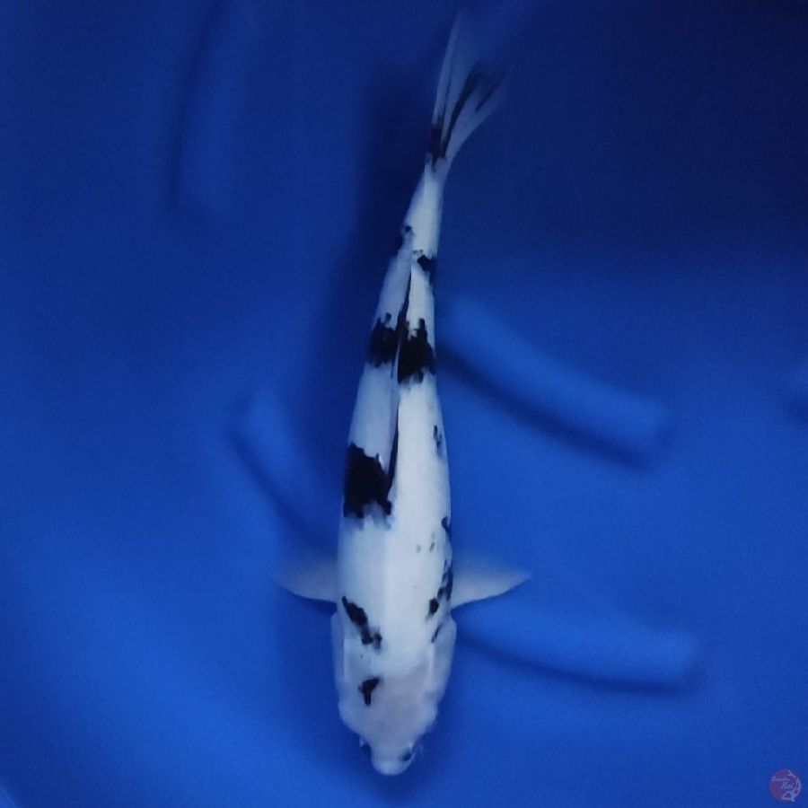 ( 42CM ) SHIRO PUTIH BERSIH - FEMALE