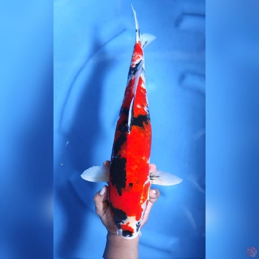 ( 48CM ) JUMBO SHOWA STRONG - MALE