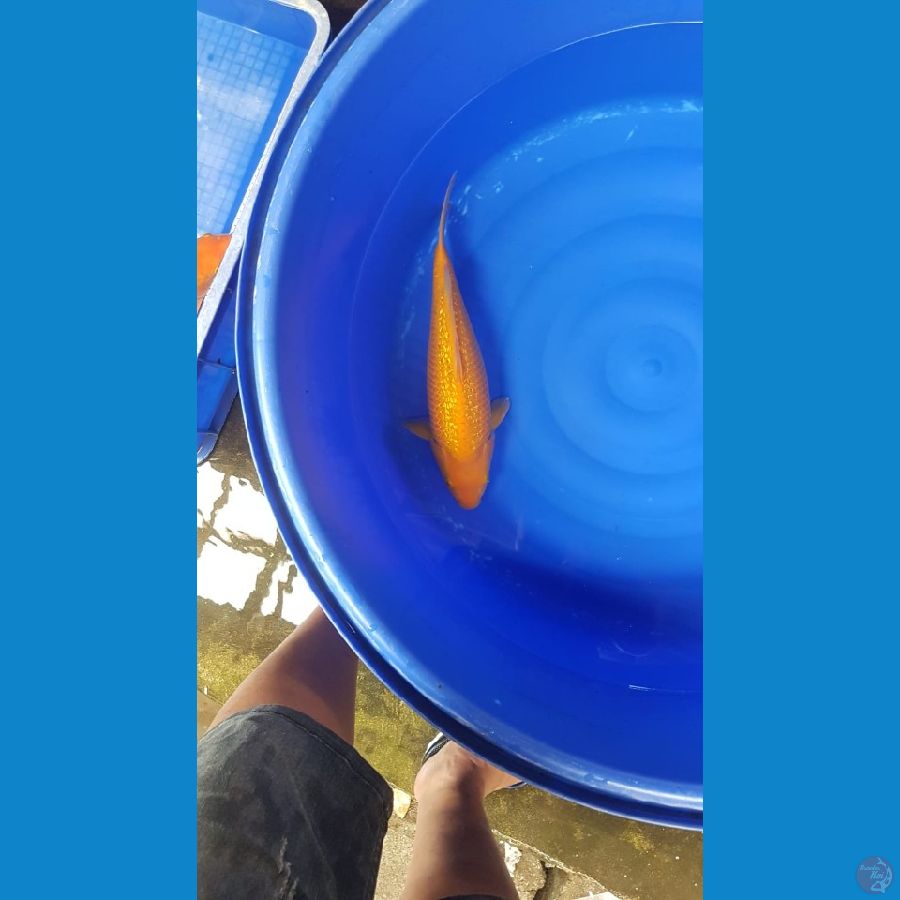 Karasi fuull ginrin 39cm male pundukan