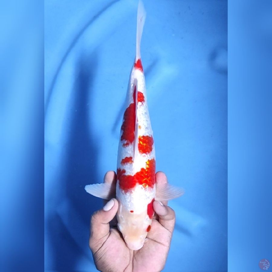 ( 32CM ) KOHAKU GINRIN - MALE