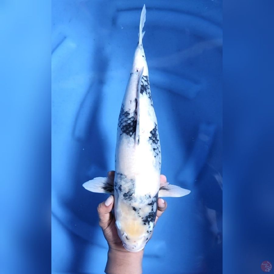( 46CM ) JUMBO SHIRO - FEMALE