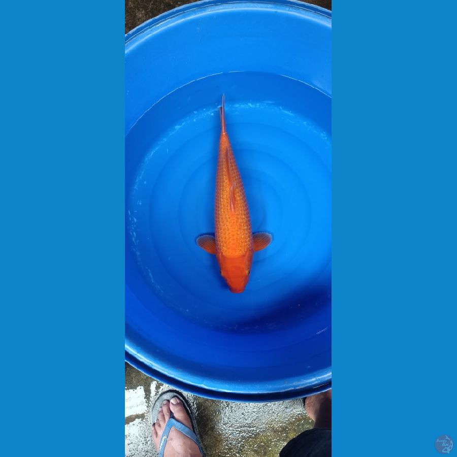 Red karasi ginrin jumbo 53cm male