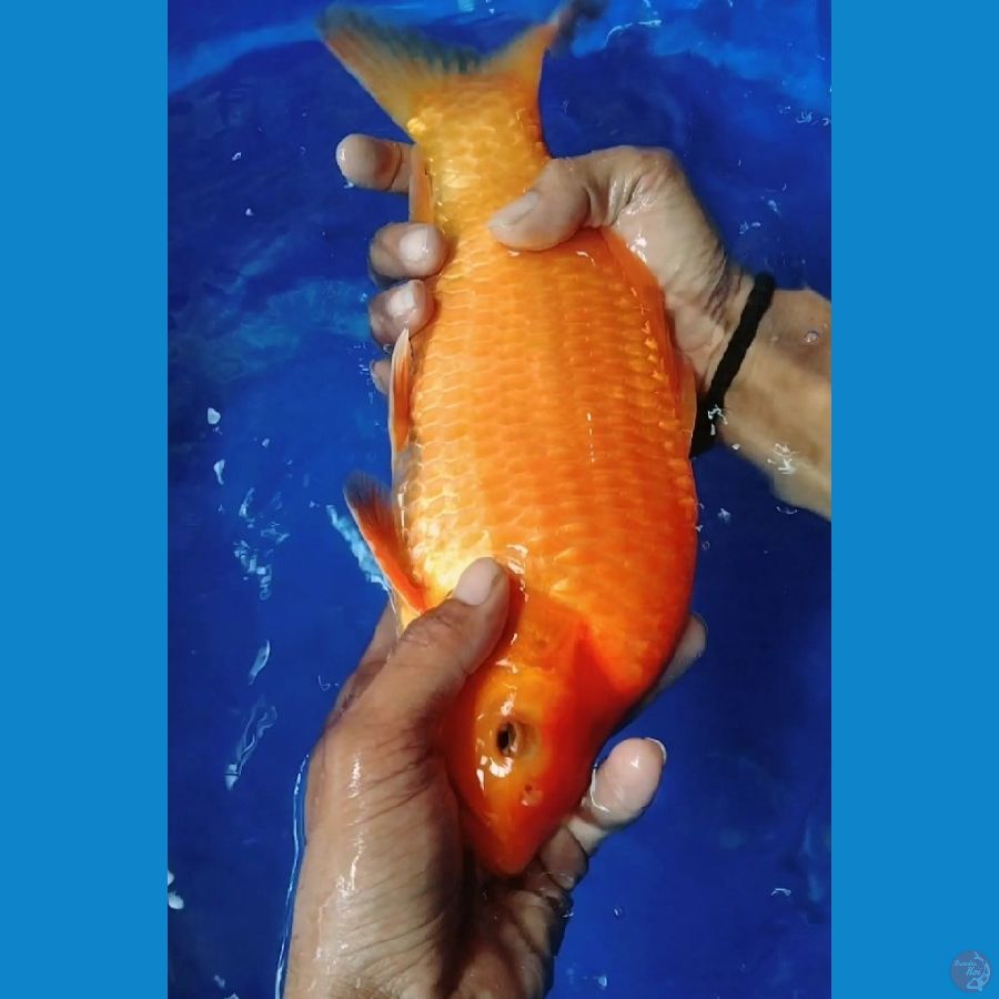 red super punuk HQ jantan