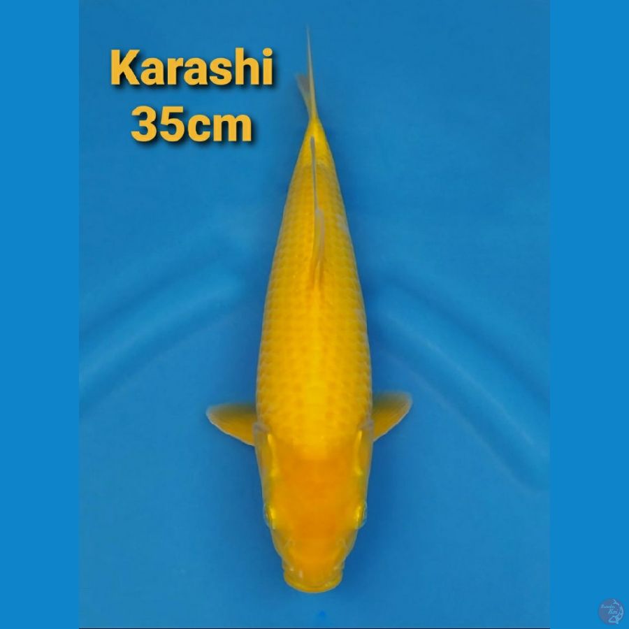 KARASHI 35CM