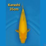 KARASHI 35CM