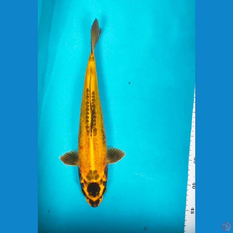 KIKO BANANA 35CM