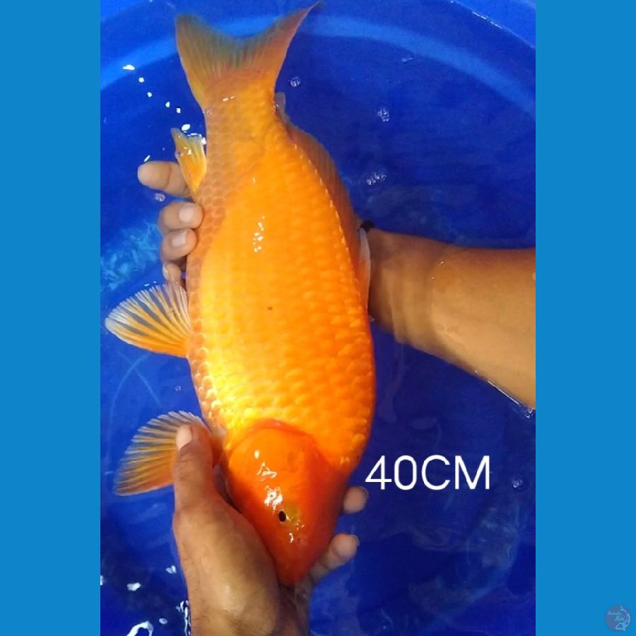 red bullky punuk unta 40CM