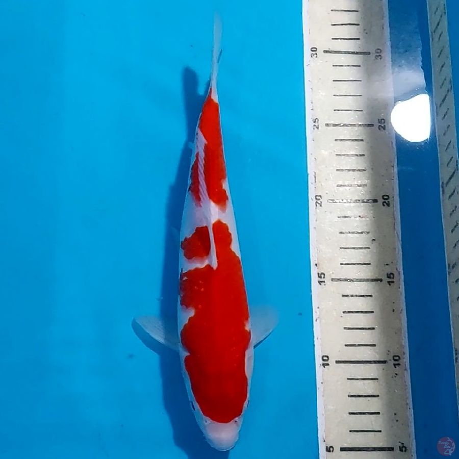 KOHAKU 24 CM