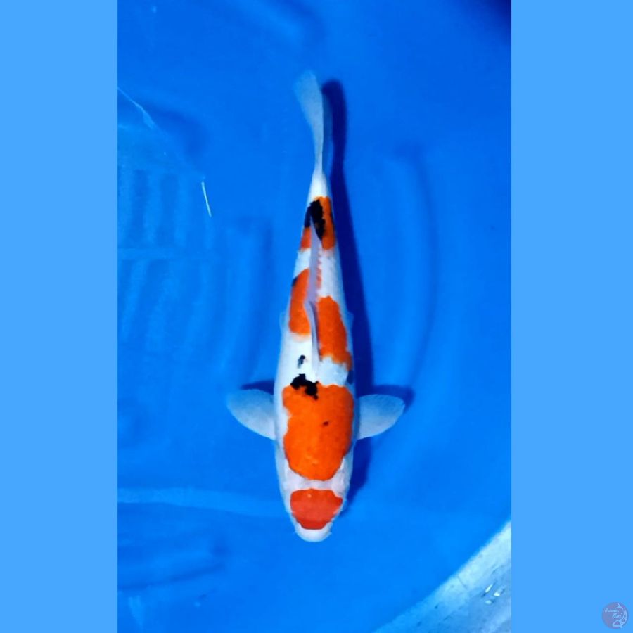 ( 42CM ) MARUTEN SANKE - FAMELE
