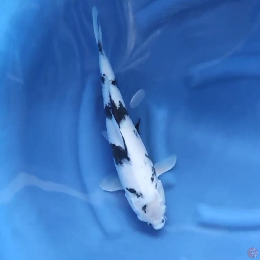( 42CM ) SHIRO PUTIH BERSIH - FEMALE