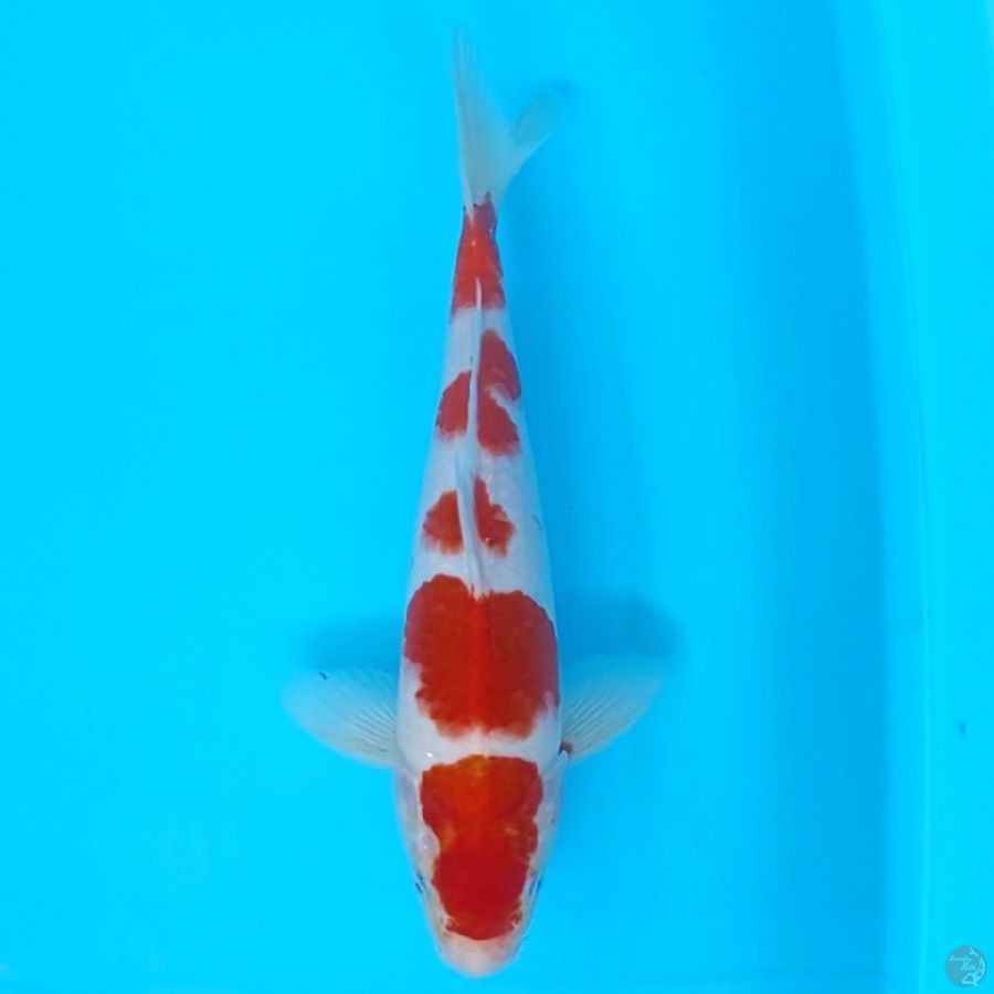 KOHAKU M32CM