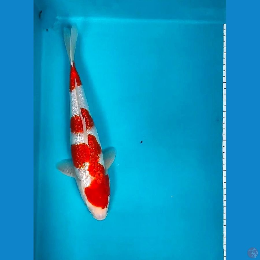 KOHAKU GINRIN 31CM